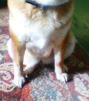 デブ犬の座り方 デブ犬とババ猫