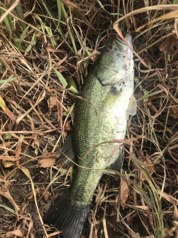 矢作古川 ブラックバス 白味噌