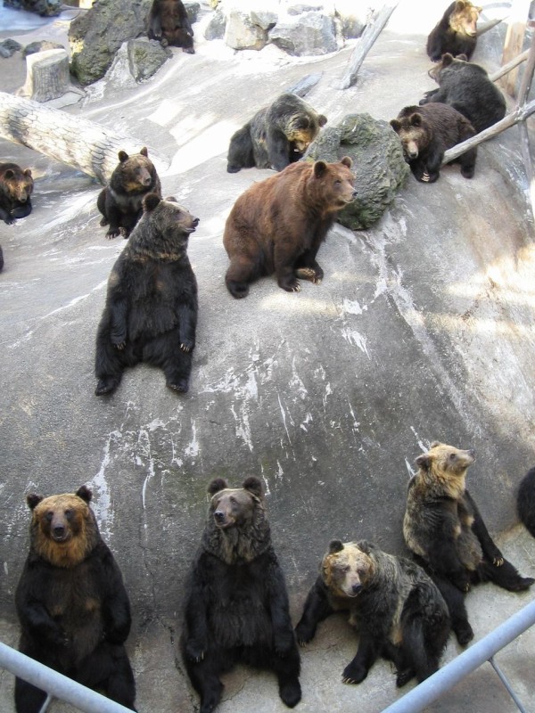 パンくんで有名な熊本阿蘇の動物園でクマの共食い惨殺事件が発生 ヴォー ゴォウアー バリバリ ボリボリ 音が響き渡る まと速 速