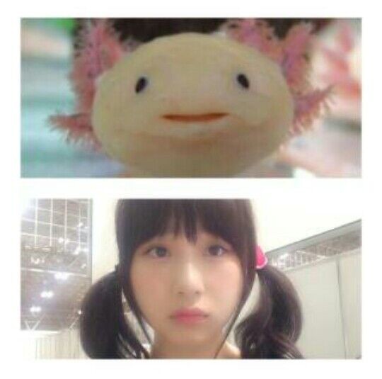 Akb48g ウーパールーパーを知らなそうなメンバー Akbフレンド