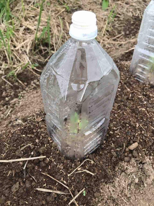 害虫対策 佐渡見聞録 害虫対策 佐渡見聞録