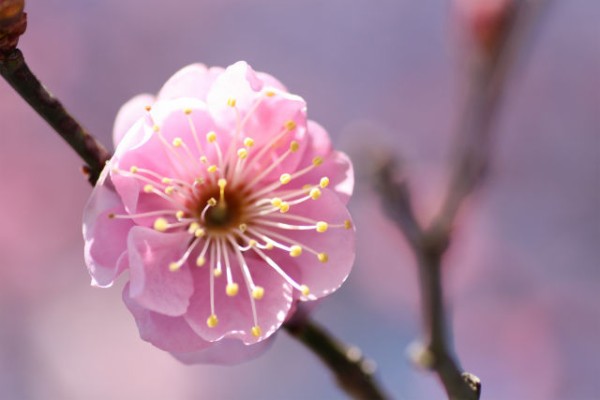 一眼レフ 霜の降りた朝の風景 梅の花 パソコン Ipad スマホ教室 あきる野 昭島教室日記