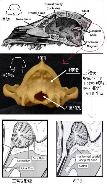 基本情報 キアリ様奇形 犬式 きゃばりこ記