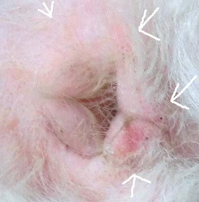 おまたー きゃばりこ記