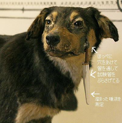 パブロフの犬の痛み きゃばりこ記