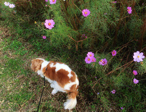 コスモスの晴れといはばや嵐あと 水原秋桜子 きゃばりこ記