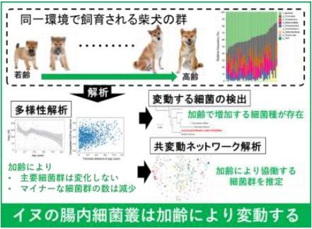 麻布大学 イヌの腸内細菌叢は加齢により変動する きゃばりこさんのーとぶっく