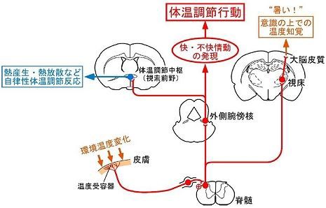 日刊工業新聞 名大 動物の体温調節行動で温度感覚伝達解明 きゃばりこさんのーとぶっく