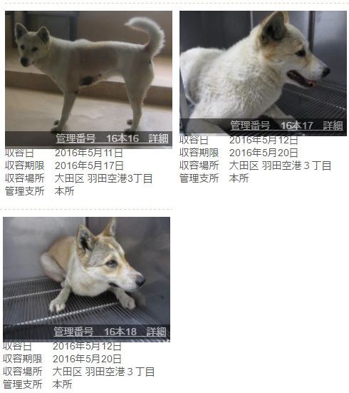 時事 滑走路に犬 １８便影響 羽田空港 着陸やり直し きゃばりこさんのーとぶっく