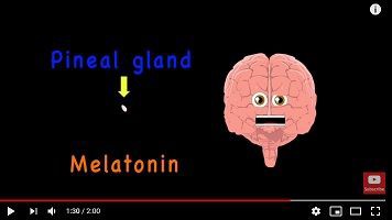 You Tube Brain Anatomy Song For Kids Anatomy For Kids きゃばりこさんのーとぶっく