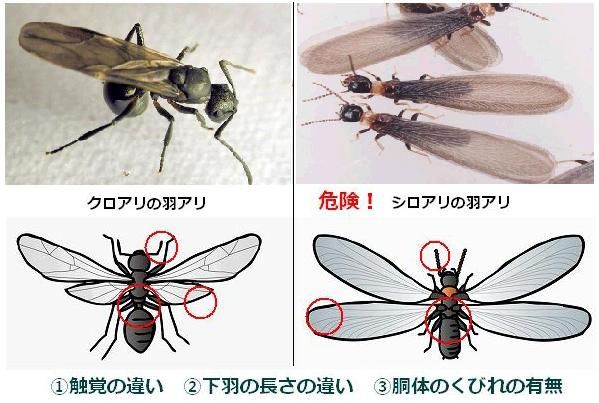羽蟻を発見したら パッシブデザイン 静岡 アキヤマ エキセントリックブログ