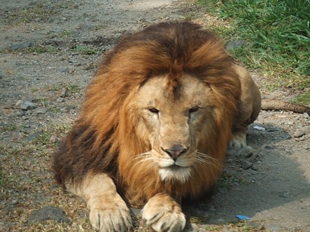 ジャカルタ サファリパーク インドネシア Aki S Diary In San Diego