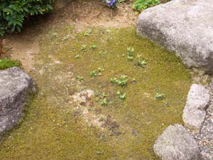 苔庭に魅せられて 1 さらば 雑草 にゃんとマニアッキ な庭いじり