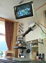 カボチャの花粉 細見の一日