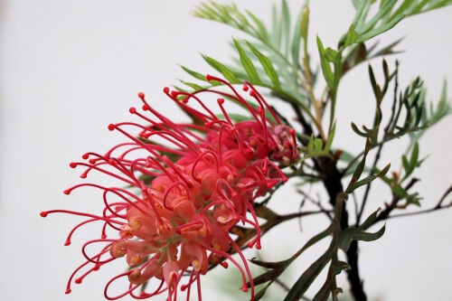 グレビレア ロビンゴードン8号ポット花付き大株 グレビレア：ロビン