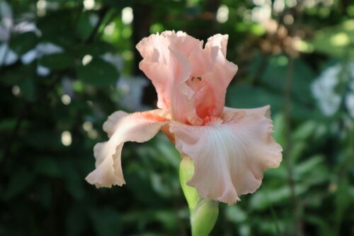 Alexの「お薦めの植物シリーズ」J. 初夏の花 2、ジャーマンアイリス