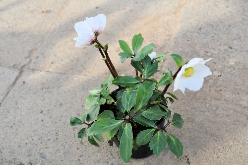 クリスマスローズを実生１年で開花させる方法 Alex S Garden Party