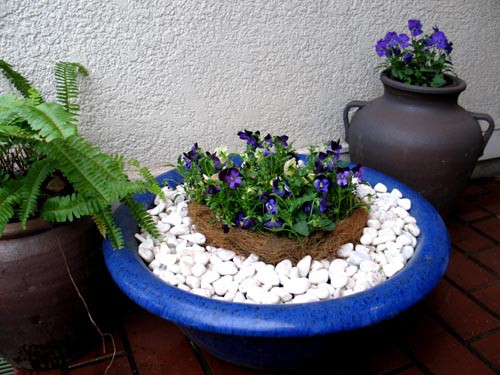 僕の平成ガーデニング（10）されどパンジー : Alex's Garden Party♪