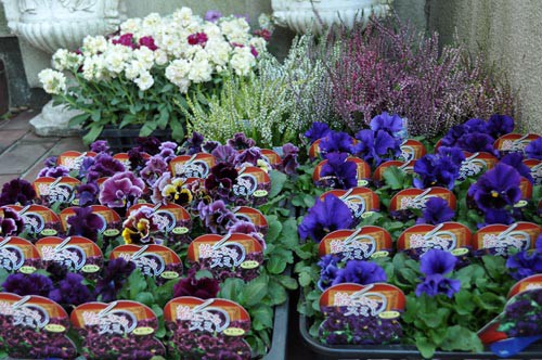 僕の平成ガーデニング（10）されどパンジー : Alex's Garden Party♪