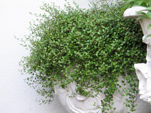 魅力あるニュージーランドの植物 Alex S Garden Party