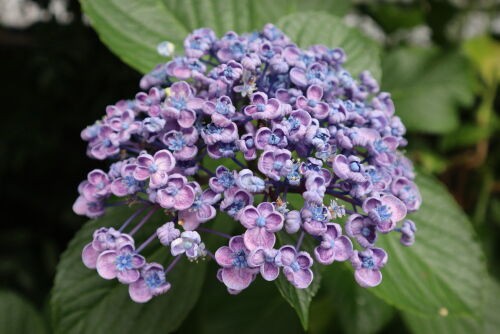 今朝の庭の紫陽花10種 : Alex's Garden Party♪