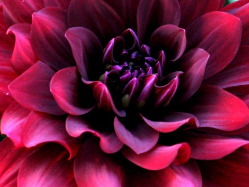 秋ダリア Alex S Garden Party