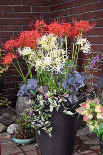彼岸花の寄せ植え : Alex's Garden Party♪