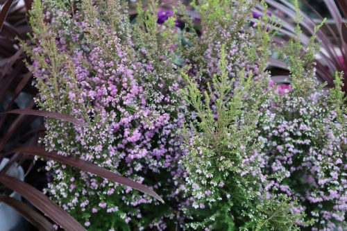 昨日の寄せ植えの植物 Alex S Garden Party