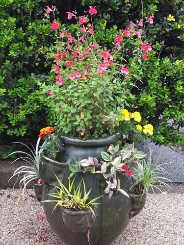 寄せ植え三昧 Alex S Garden Party 寄せ植え三昧 Alex S Garden Party
