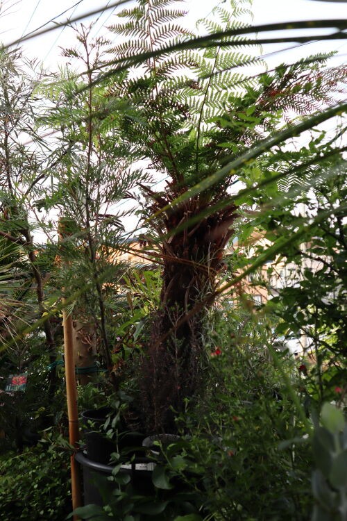 引き取り限定　ディクソニアに着生したアカシア　変わり株　オージープランツ 引き取り限定 ディクソニアに着生したアカシア 変わり株 オージー