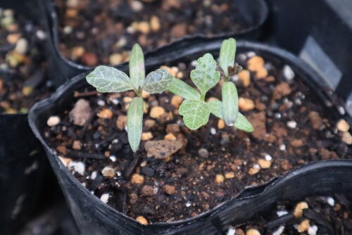 楽しいオージープランツの発芽 : Alex's Garden Party♪