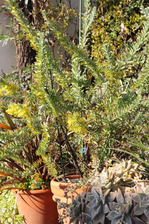 Alexの お薦めの植物シリーズ 今日は A オージープランツ 9 アカシア ブルーブッシュ Alex S Garden Party