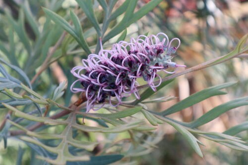 プロテア オータムプリンス 6号（グレビレア、バンクシア、リューカ