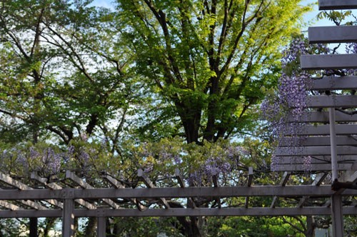 ボクの世界三大美花 Alex S Garden Party