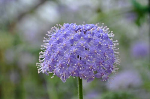 ブルーレースフラワー Alex S Garden Party