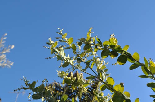 アカシア花粉症 Alex S Garden Party