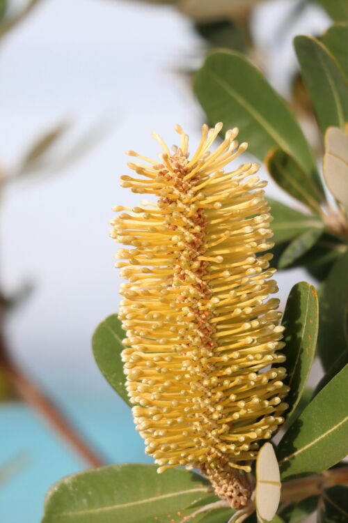 Alexの「お薦めの植物シリーズ」A.オージープランツ：8）コースト