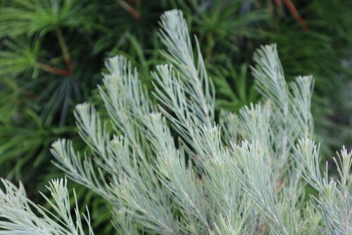 ユーカリの新種 Eucalyptus formanii : Alex's Garden Party♪