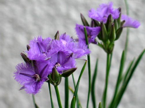 平成男庭日記総集編・・・オージープランツ : Alex's Garden Party♪