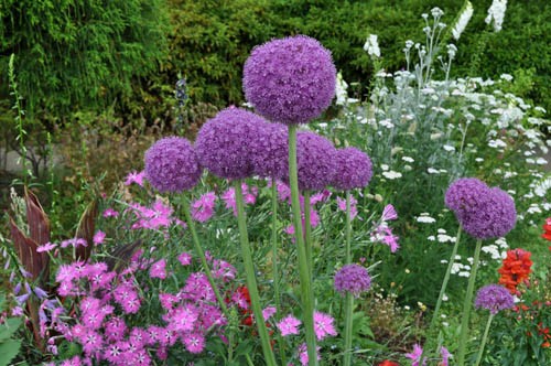 憧れの巨大花ギガンチウム Alex S Garden Party