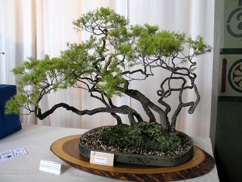 素晴らしきbonsai という日本の園芸文化 Alex S Garden Party