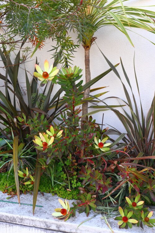 リューカデンドロン・サマーサン・・・Alex's Garden Lesson 126