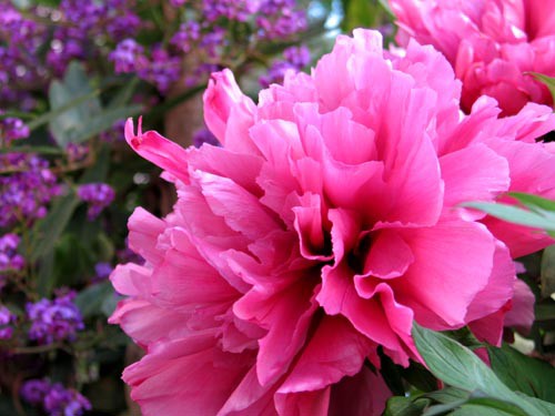 ピオニーは切り花で楽しもう Alex S Garden Party ピオニーは切り花で楽しもう Alex S Garden Party