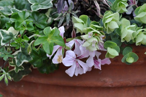 斑入りアイビーゼラニウム Alex S Garden Party