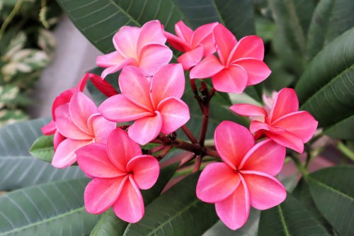 HAWAII プルメリア Amazon.com : 4 Hawaiian Plumeria Plants Mixed Red, Yellow
