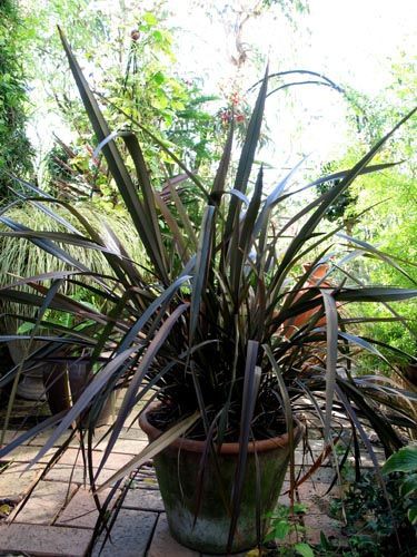 ニューサイラン 新しい庭におすすめの植物シリーズ（9） : Alex's