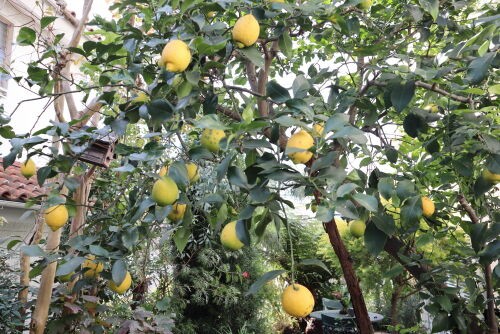 レモンの木のある庭 Alex S Garden Party