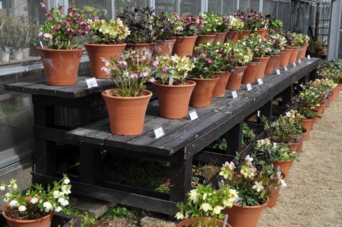 ぱぺこ クリスマスローズ 小苗 「訳アリ」SDソレイユ セルフ ぱぺこ様