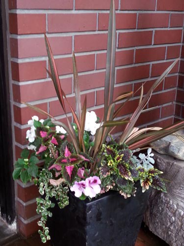 寄せ植え三昧 Alex S Garden Party 寄せ植え三昧 Alex S Garden Party