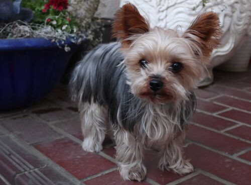 クリスマスローズの古葉切り Alex S Garden Party